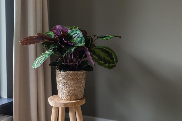Médaillon Calathea Ø21cm - ↕70cm