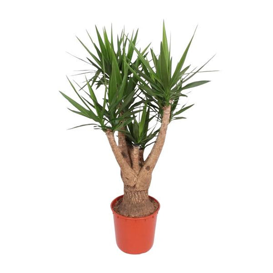 Yucca Elephantipes ramifié - 160 cm - ø34