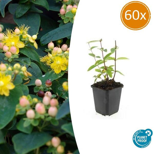 Hypericum inodorum 'Annebel' - ↕10-25cm - Ø9cm - 60x