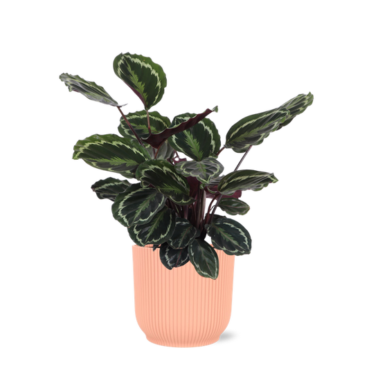 Médaillon Calathea Ø21cm - ↕70cm en Vibes ROSE