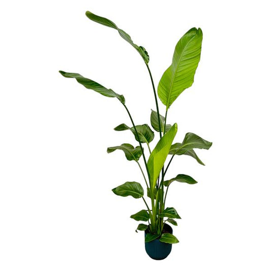 Strelitzia Nicolai incluant elho Vibes Fold Round bleu - 130 cm - Ø18