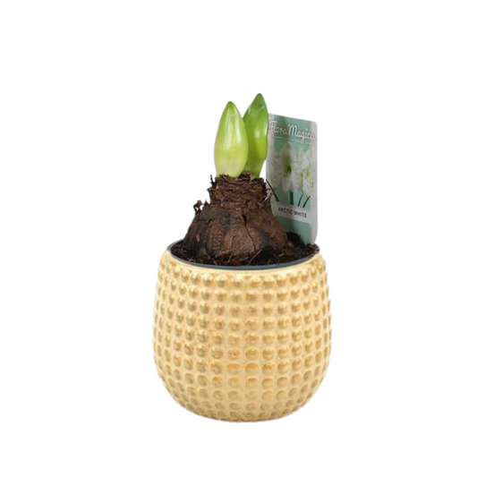 Hippeastrum Arctic White 2 Knop - Ø12cm - ↕25cm + Bubble Pot D12,5x11,5cm - Goud