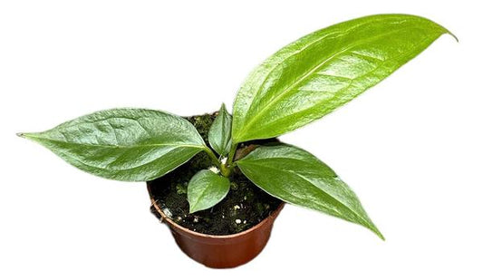 Anthurium Gros Bec - Ø10,5cm - ↕15cm