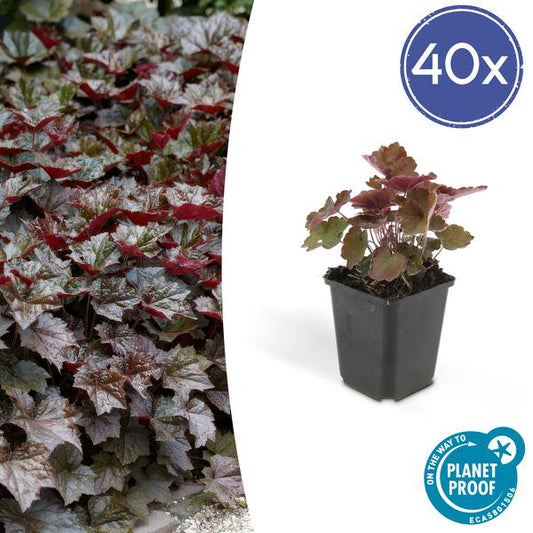 Heuchera mic. 'Palace Purple' - ↕10-25cm - Ø9cm - 40x