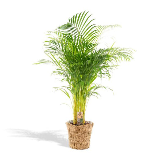 Areca avec panier - ↨110cm -Ø21cm