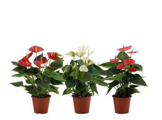 Anthurium Mélange 3 Couleurs Dans Pochette Transparente - Ø12cm - ↕36cm