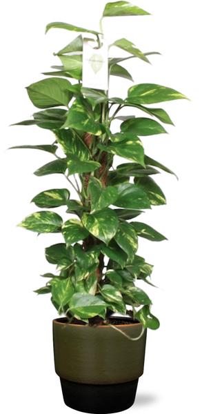Epipremnum Aureum Mosstok - Ø19cm - ↕80cm + Erik Pot D20x18cm - Donker Groen