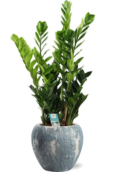 Zamioculcas Zamiifolia - Ø21cm - ↕95cm + Pot Doug D24x22cm - Gris Blanc