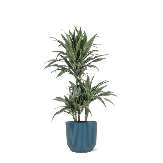Dracaena Warneckii Ø21cm - ↕65cm en pot Vibes BLEU