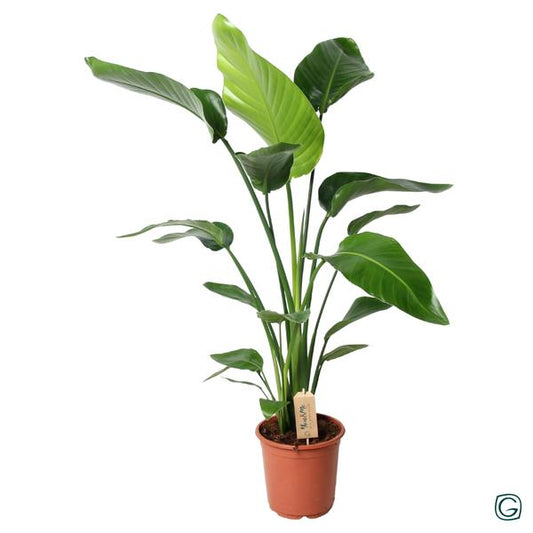 Strelitzia Nicolaï - Ø21 ↕100