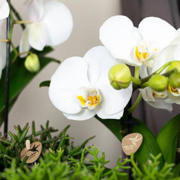 Kolibri Orchids | witte Phalaenopsis orchidee - Niagara Fall  - potmaat Ø12cm | bloeiende kamerplant - vers van de kweker