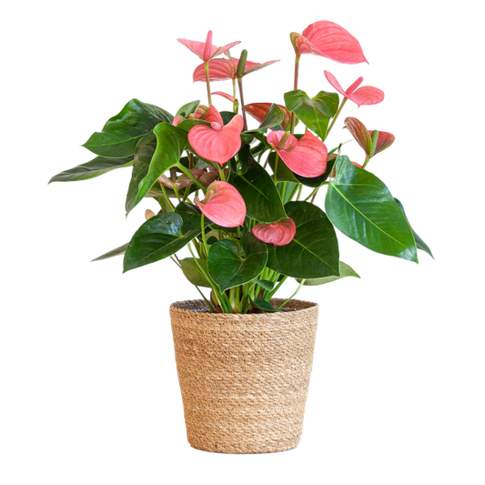 Anthurium Rose explosion avec panier naturel - 55cm - Ø17