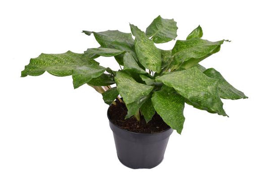 Calathea Musaica Network - Ø14cm - ↕35cm