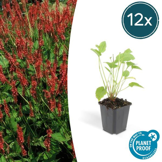 Persicaria amplexicaulis - ↕10-25cm - Ø9cm - 12x