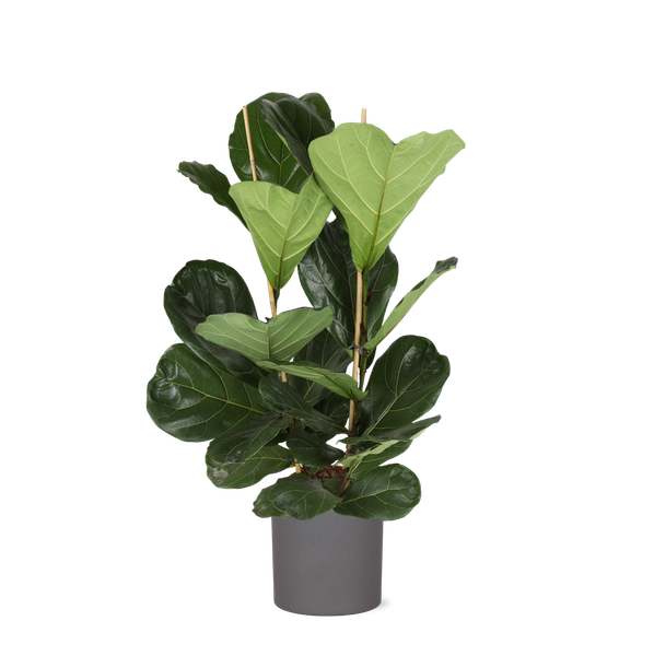 Ficus Lyrata - Ø24cm - ↕120cm in ERA antraciet pot