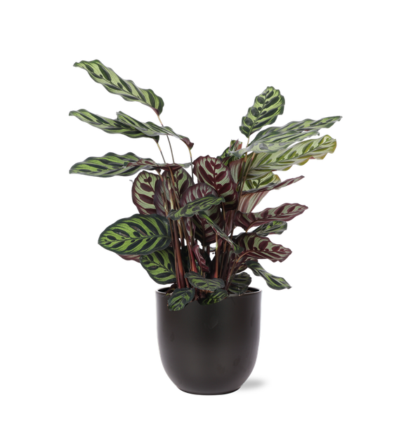 Calathea Makoyana Ø21cm - ↕70cm in Boule antraciet