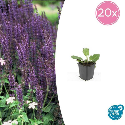 Salvia nem. 'Mainacht' - ↕10-25cm - Ø9cm - 20x