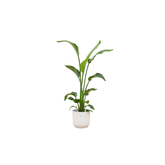 Offre combinée - Strelitzia Nicolai avec elho Vibes Fold Round blanc Ø22 - 120 cm