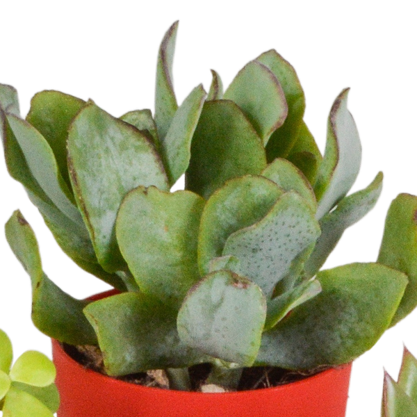 Vetplanten mix 5.5 cm - 5x - in gekleurde plasticpot