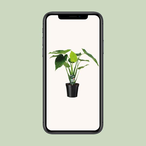 Alocasia Cucullata - Oreille d'éléphant - Ø19cm - ↕55cm