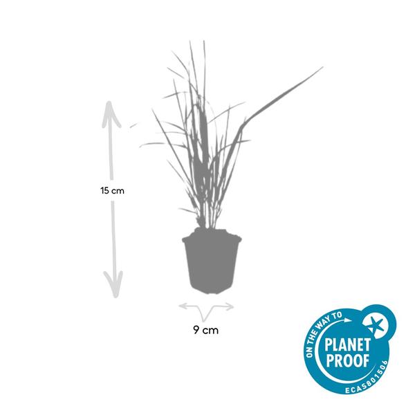 Calamagrostis acut. 'Karl Foerster'  - ↕10-25cm - Ø9cm - 60x