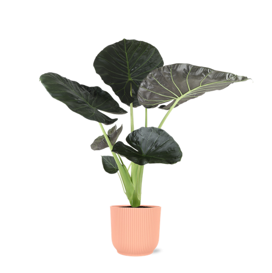 Alocasia Regal Shield Ø21cm - ↕100cm en pot Vibes ROSE
