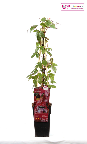Parthenocissus tricuspidata 'Veitch Boskoop' - Ø15cm - ↕65cm