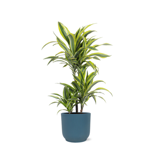 Dracaena Citron Lime Ø21cm - ↕65cm en pot Vibes BLEU