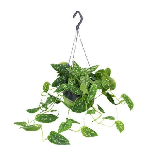 Scindapsus Pictus - Ø15cm - ↕25cm - Ø15cm - ↕25cm
