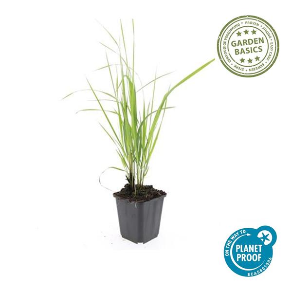 Calamagrostis acut. 'Karl Foerster'  - ↕10-25cm - Ø9cm - 60x