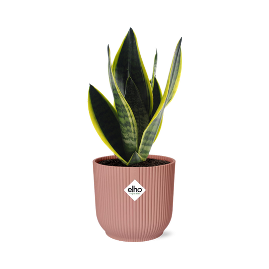 Sansevieria Futura Superba in ELHO Vibes Fold 14cm roze