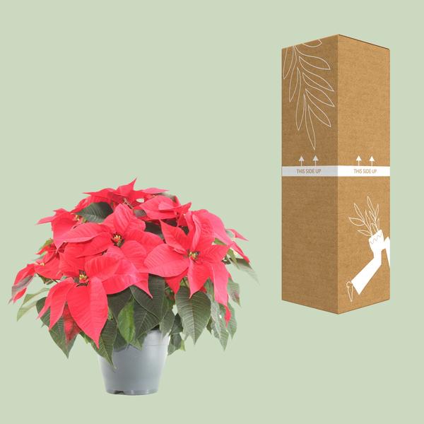 Poinsettia Xmas Feeling (rood) - Ø21cm - ↕50cm