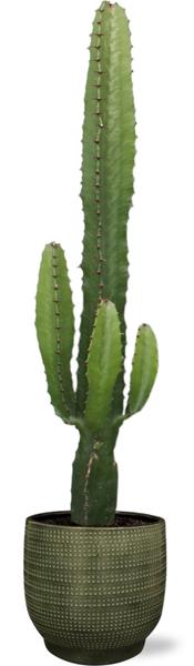 Euphorbia Acrurensis - Ø17cm - ↕50cm + Lykke Pot D18x16cm - Groen
