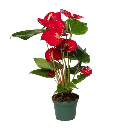 Anthurium Rouge - Ø12cm - ↕40cm