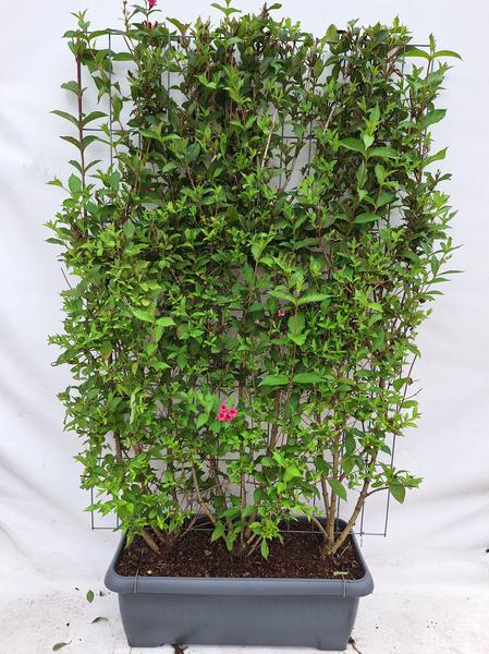 Weigela 'Bristol Ruby' - Weigelia - Haie prête à l'emploi - 120 x 180 cm