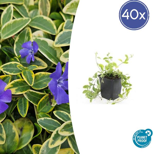 Vinca mineure 'Aureovariegata' - ↕10-25cm - Ø9cm - 40x