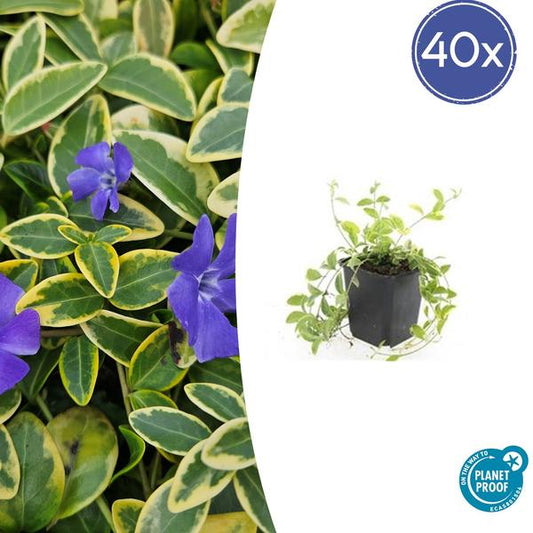 Vinca mineure 'Aureovariegata' - ↕10-25cm - Ø9cm - 40x