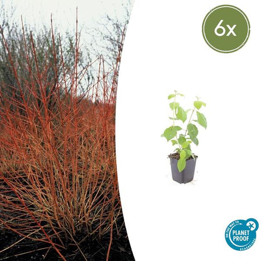 Cornus chantait. 'Feu d'hiver' - ↕10-25cm - Ø9cm - 6x
