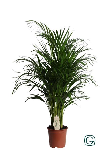 Dypsis Lutescens (Areca) - Ø19cm - ↕90cm