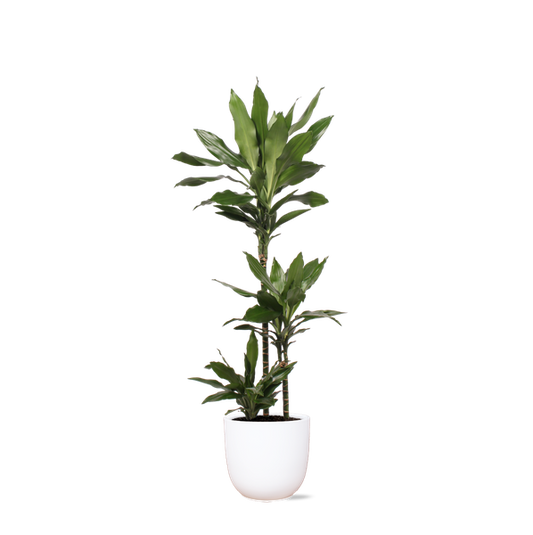 Dracaena Janet Lind Ø24cm ↕120cm in Boule WIT pot