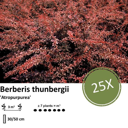 Berberis thunbergii 'Atropurpurea' - ↕30-50cm - racine nue - 25x