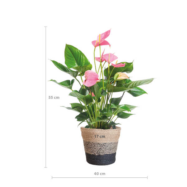 Anthurium Pink explosion avec panier Lisbon noir - 55cm - Ø17