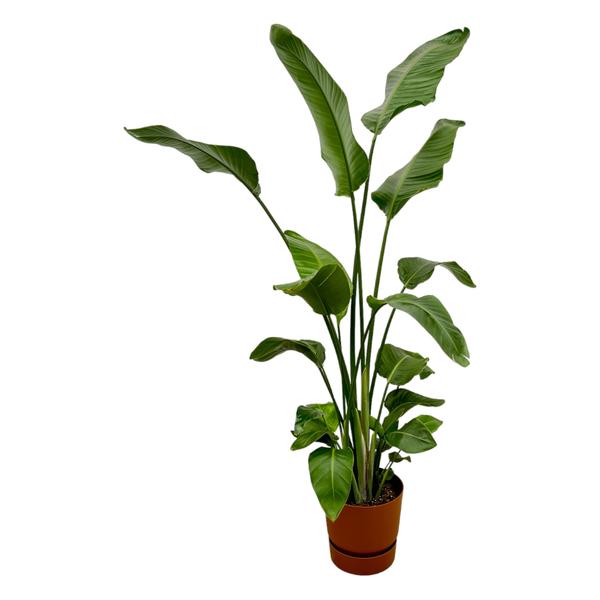 Strelitzia Nicolai dont elho Greenville Rond marron - 180 cm - Ø30