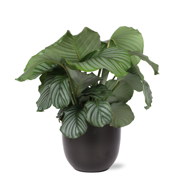 Calathea Orbifolia Ø21cm - ↕70cm en pot BOULE anthracite