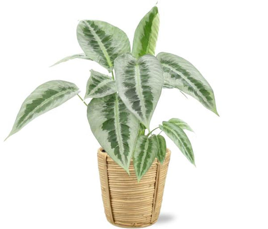 Schismatoglottus Mottleyana - Ø14cm - ↕45cm + Bibek Pot D15x15cm - Naturel