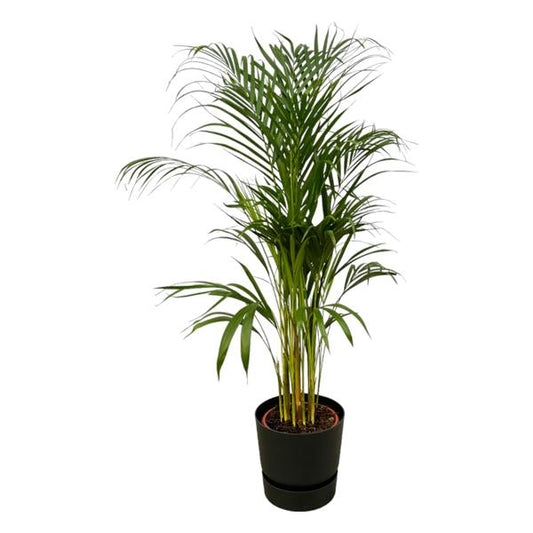 Palmier Areca - ↨110cm - Ø21cm dont elho Greenville Round noir D24xH23