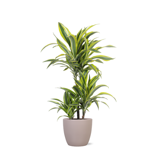 Dracaena Citron Lime Ø21cm - ↕65cm en pot Boule TAUPE