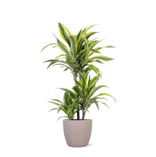 Dracaena Lemon Lime Ø21cm - ↕65cm in Boule TAUPE pot