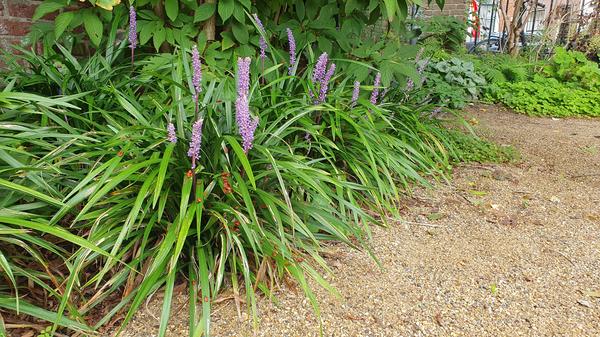 Liriope muscari 'Ingwersen' - ↕10-25cm - Ø9cm - 60x