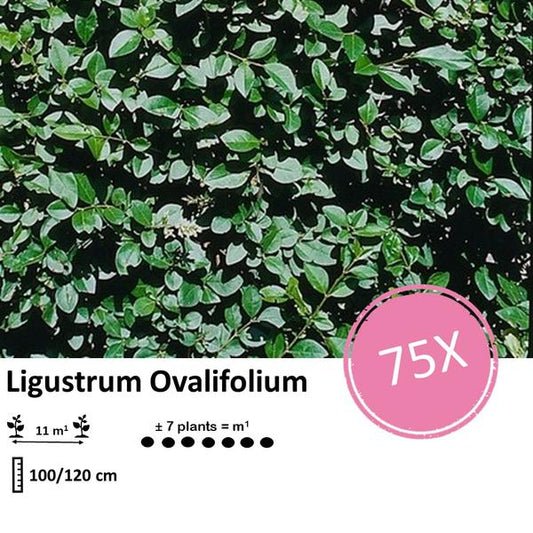 Ligustrum Ovalifolium - Racine nue - 100/120 - 75x